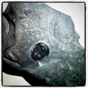trilobite